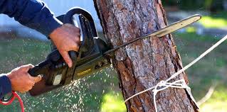 Best Arborist Consultation Services  in Indialantic, FL