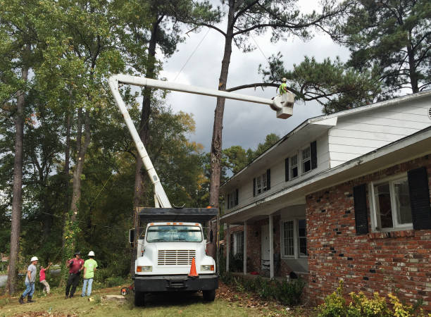 Best Leaf Removal  in Indialantic, FL