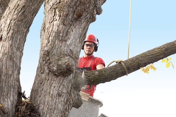 Best Hazardous Tree Removal  in Indialantic, FL